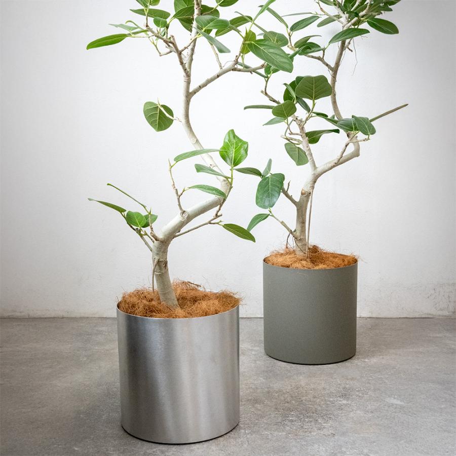 観葉植物 本物 フィカス・ベンガレンシス 7号鉢 らせん樹形 アルミニウム/オリーブグリーン(フェルム)鉢カバー付き ベンガルボダイジュ 螺旋樹形 母の日_5