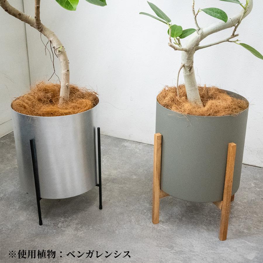 観葉植物 本物 フィカス・ベンガレンシス 7号鉢 らせん樹形 アルミニウム/オリーブグリーン(フェルム)鉢カバー付き ベンガルボダイジュ 螺旋樹形 母の日_6
