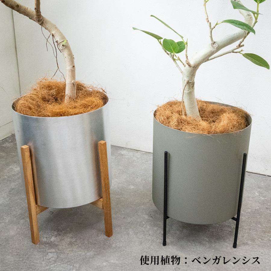 観葉植物 本物 フィカス・ベンガレンシス 7号鉢 らせん樹形 アルミニウム/オリーブグリーン(フェルム)鉢カバー付き ベンガルボダイジュ 螺旋樹形 母の日_7