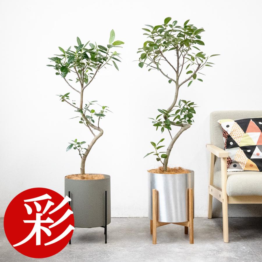 観葉植物 本物 フランスゴムの木 フィカス・ルビギノーサ 7号鉢 