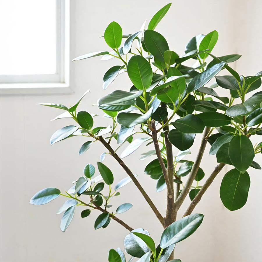 観葉植物 本物 フランスゴムの木 フィカス・ルビギノーサ 7号鉢 アルミニウム/オリーブグリーン(フェルム)鉢カバー付き 曲がり樹形 室内用 インテリア 母の日_2