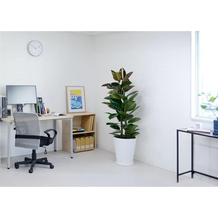 観葉植物 本物 ゴムの木 フィカス ロブスター 10号鉢 白陶器鉢カバー