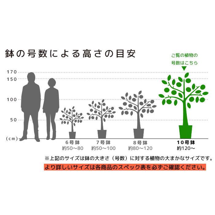 観葉植物 ユッカ 青年の木 10号 陶器鉢カバー付 セット 大型 室内用 インテリア おしゃれ ユッカ エレファンティペス リュウゼツラン 通販 人気 Km 観葉植物の専門店 彩植健美 通販 Yahoo ショッピング