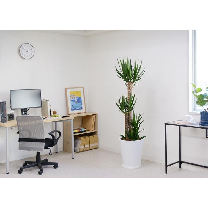 観葉植物 本物 ユッカ・エレファンティペス 10号鉢 白陶器鉢カバー付き