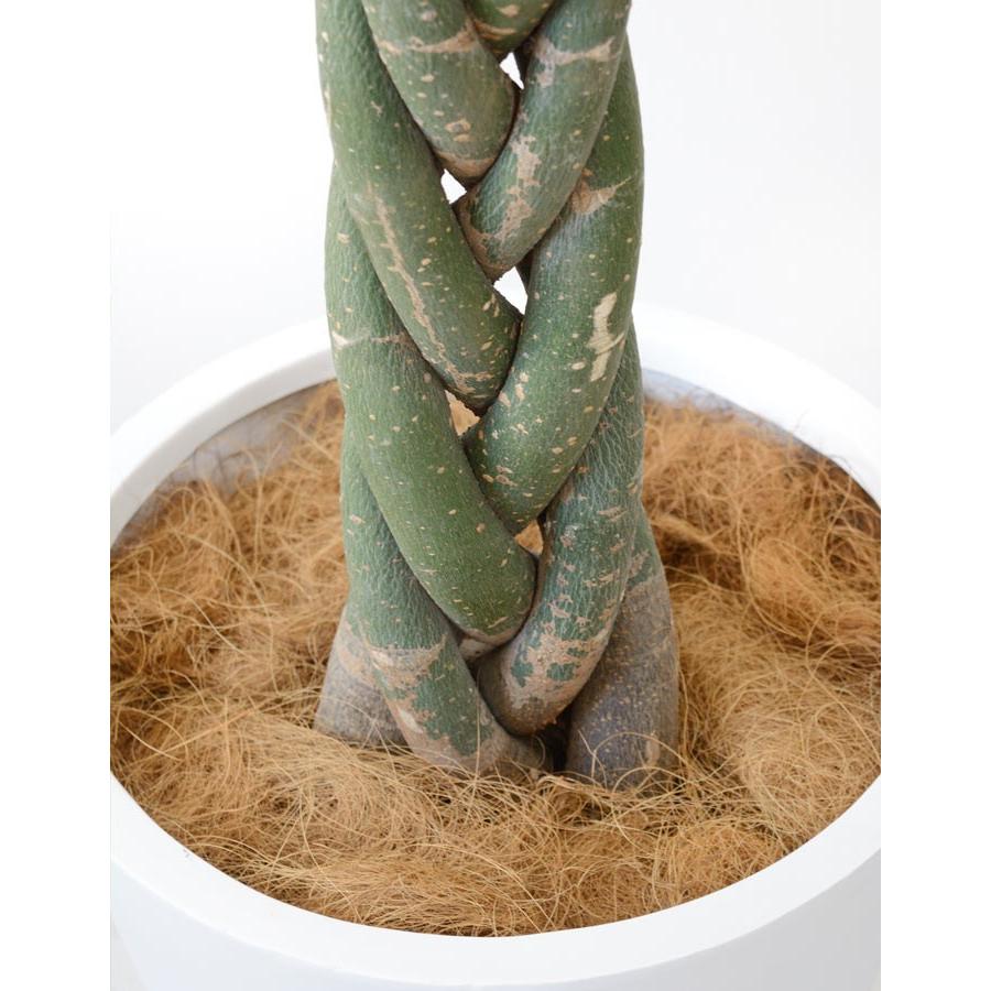 観葉植物 本物 パキラ 10号鉢 白陶器鉢カバー付き セット ファイバー