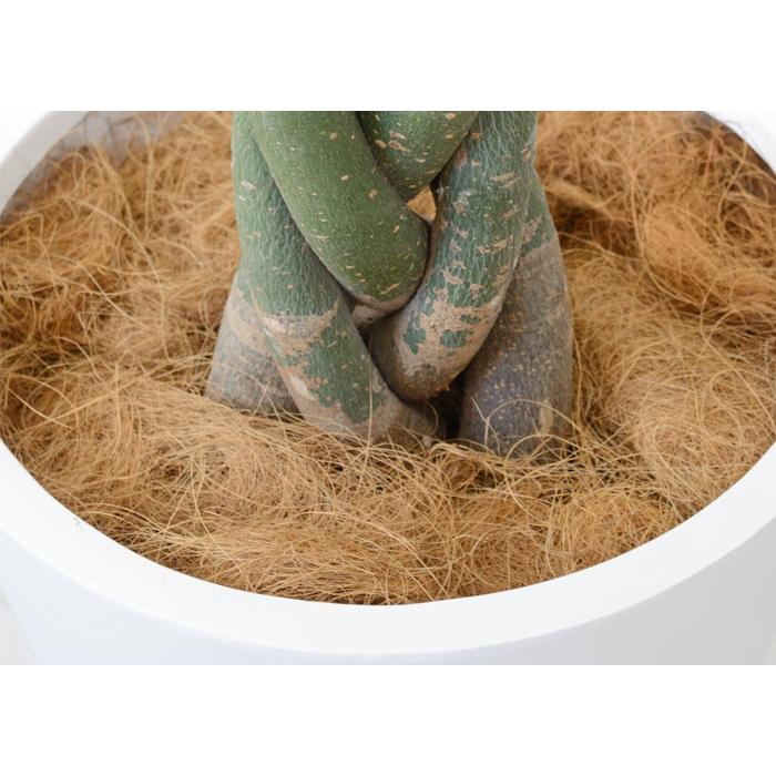 観葉植物 本物 パキラ 10号鉢 白陶器鉢カバー付き セット ファイバー