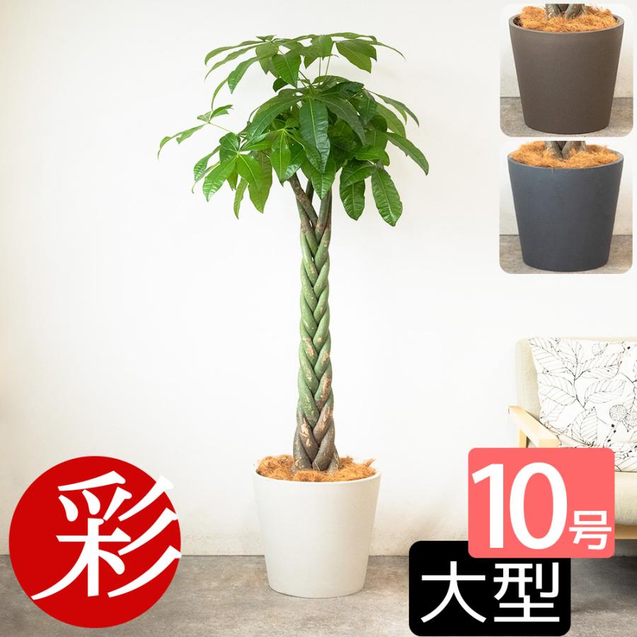 観葉植物 本物 パキラ 10号鉢 ポリストーン鉢カバー付き 陶器調 セット