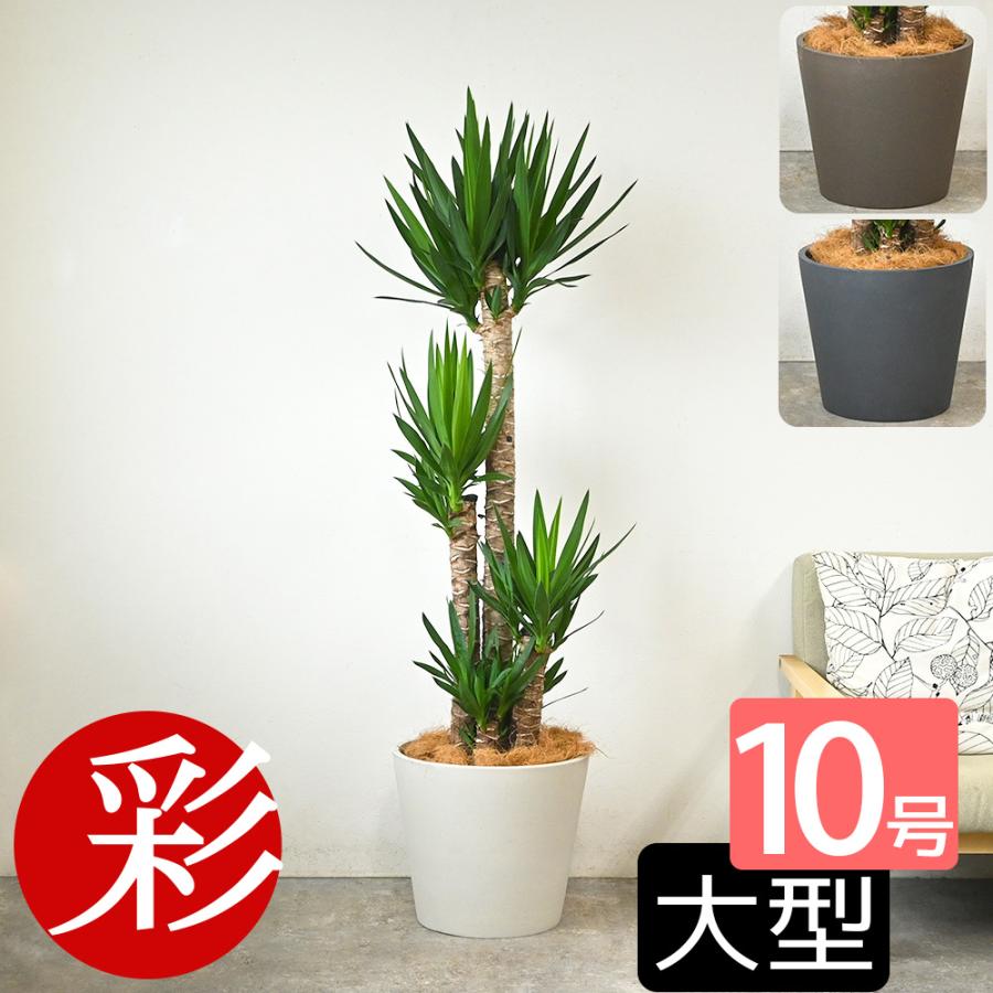観葉植物 本物 ユッカ・エレファンティペス 10号鉢 ポリストーン鉢
