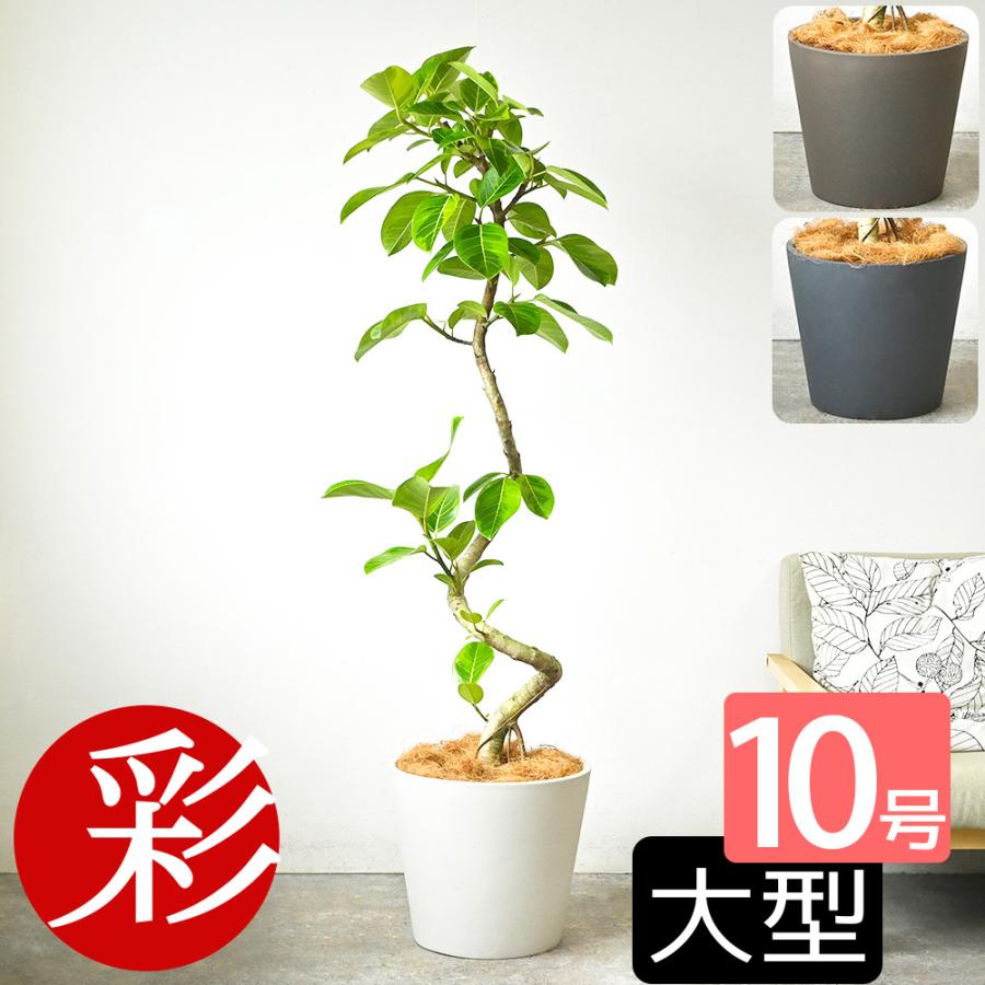 観葉植物 本物 フィカス・アルテシーマ・バリエガタ 曲がり樹形 10号鉢