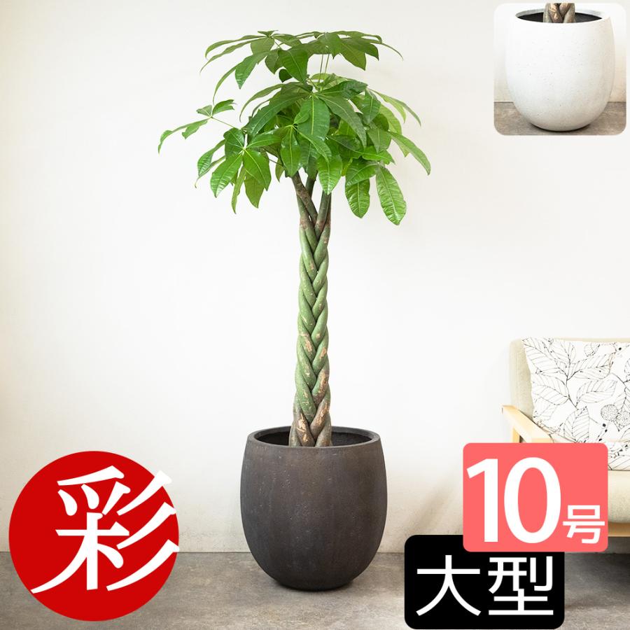 観葉植物 本物 パキラ 10号鉢 ファイバーストーン(陶器)鉢カバー付き
