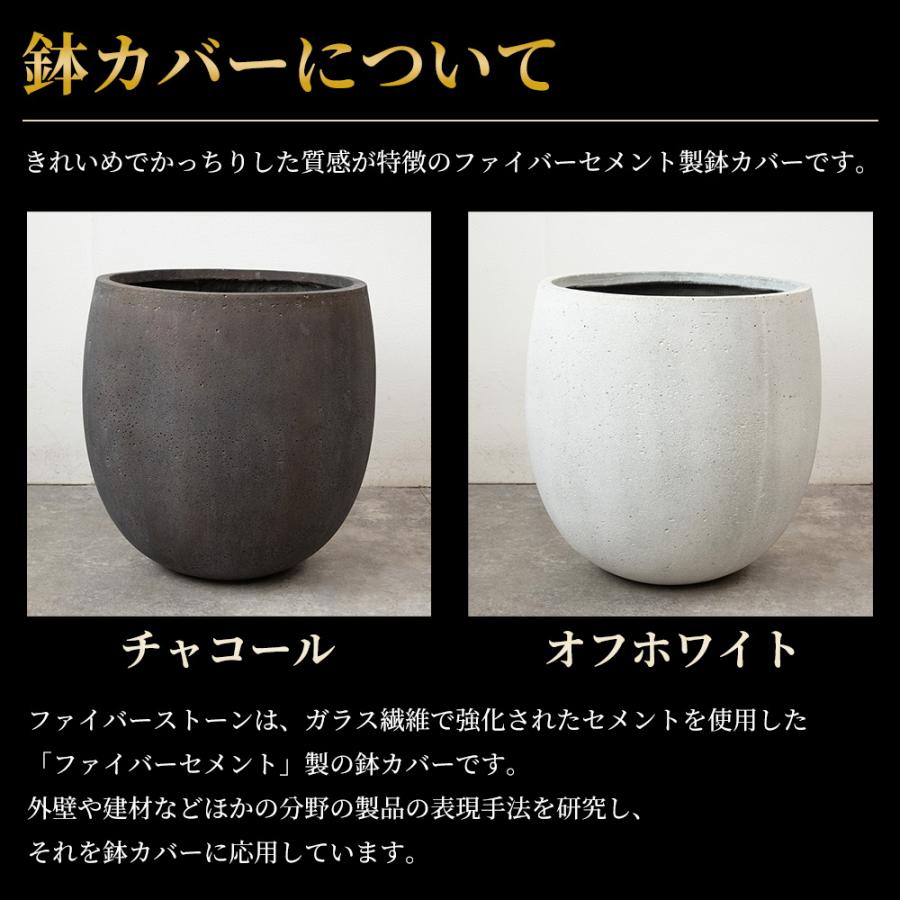 観葉植物 本物 ドラセナ・マッサンゲアナ（幸福の木） 10号鉢