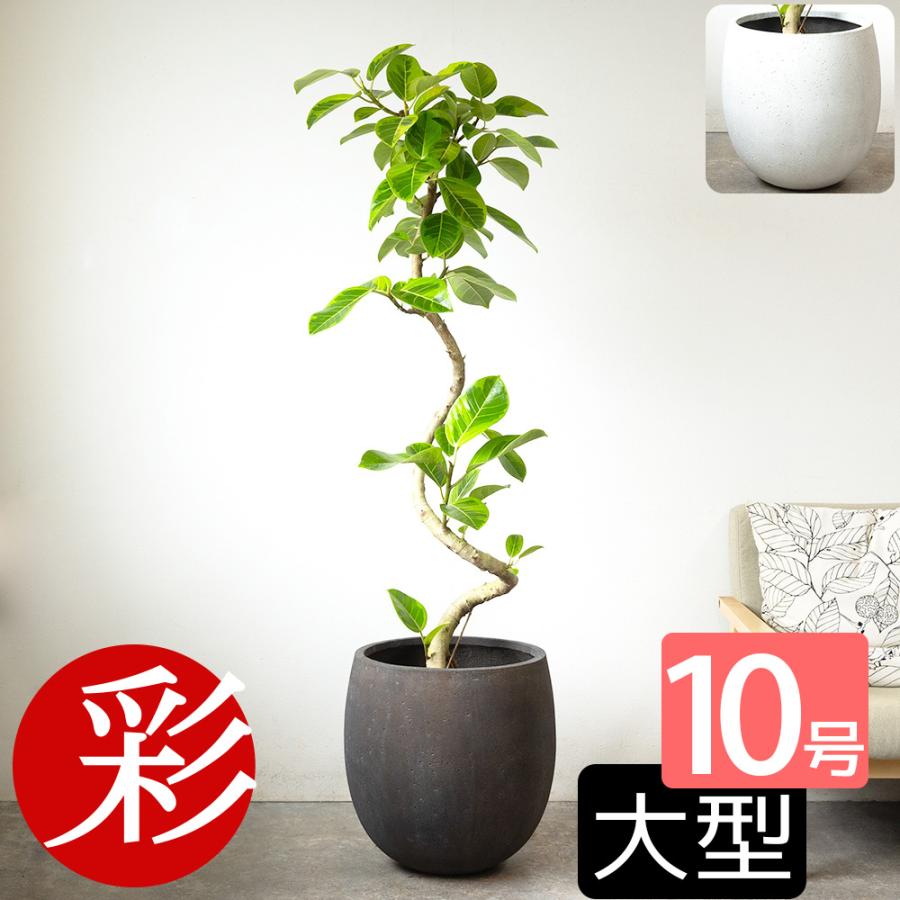 観葉植物 本物 フィカス・アルテシーマ・バリエガタ 曲がり樹形 10号鉢