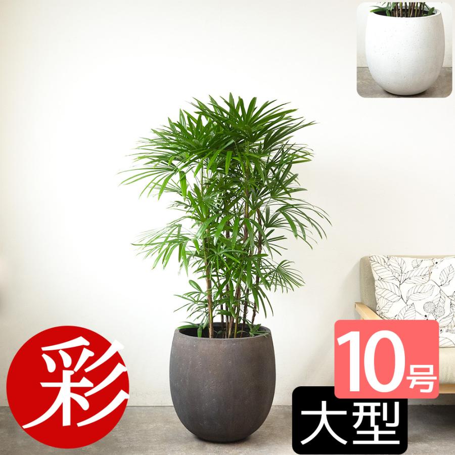 観葉植物 本物 シュロチク 棕櫚竹 10号鉢 ファイバーストーン(陶器)鉢