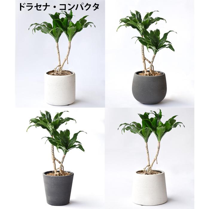最大00円引クーポン配布中 選べる ミニ 観葉植物 4デザイン2カラーポット ホワイト グレー ガジュマル ポトス サンスベリア シュガーバイン 母の日 Mn0002 観葉植物の専門店 彩植健美 通販 Yahoo ショッピング