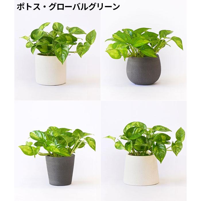 mf✳︎　観葉植物2点おまとめ まとめ買い割引クーポン配布中】ミニ 観葉植物 本物 種類 選べる 4