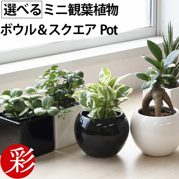 最大00円引クーポン配布中 選べる ミニ 観葉植物 ボウル スクエア 2カラー ガジュマル 父の日 シュガーバイン サンスベリア シャイニーポット 送料無料 激安 お買い得 キ フト ポトス