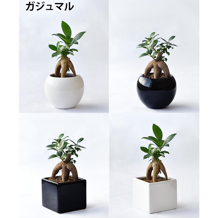 まとめ買い割引クーポン配布中】ミニ 観葉植物 本物 選べる ボウル