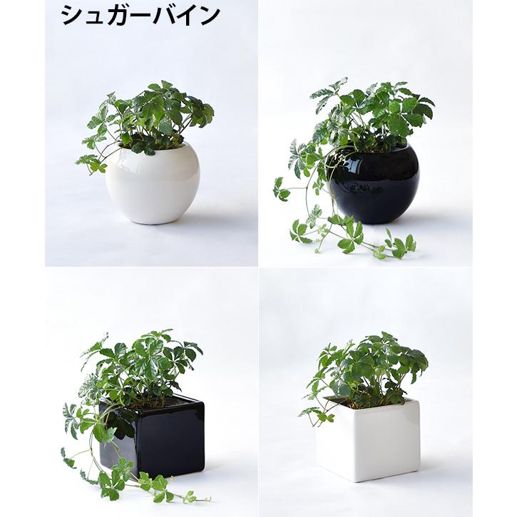 まとめ買い割引クーポン配布中】ミニ 観葉植物 本物 選べる ボウル