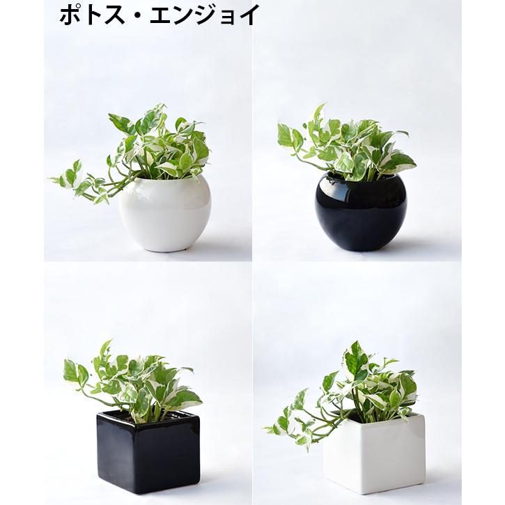 まとめ買い割引クーポン配布中】ミニ 観葉植物 本物 選べる ボウル