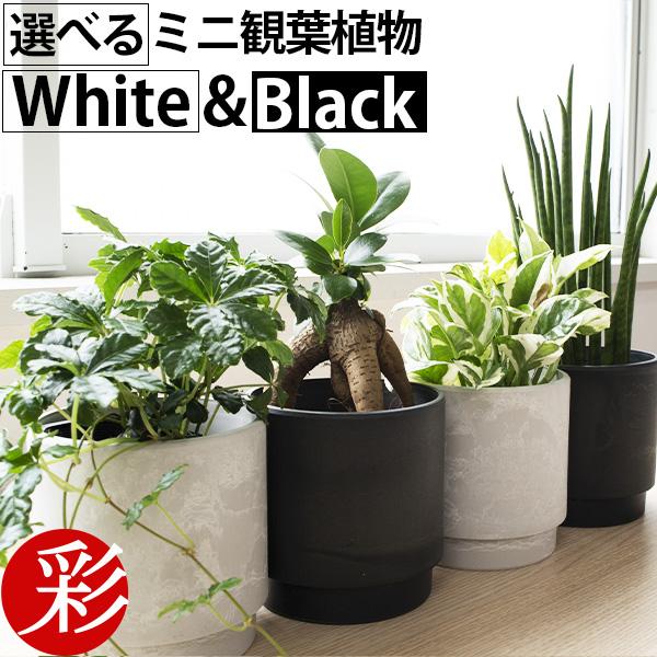 【まとめ買い割引クーポン配布中】ミニ 観葉植物 本物 選べる マットポット ホワイト＆ブラック ガジュマル ポトス サンスベリア ホヤ シュガーバイン 母の日（Yahoo!・観葉植物の専門店 彩植健美）