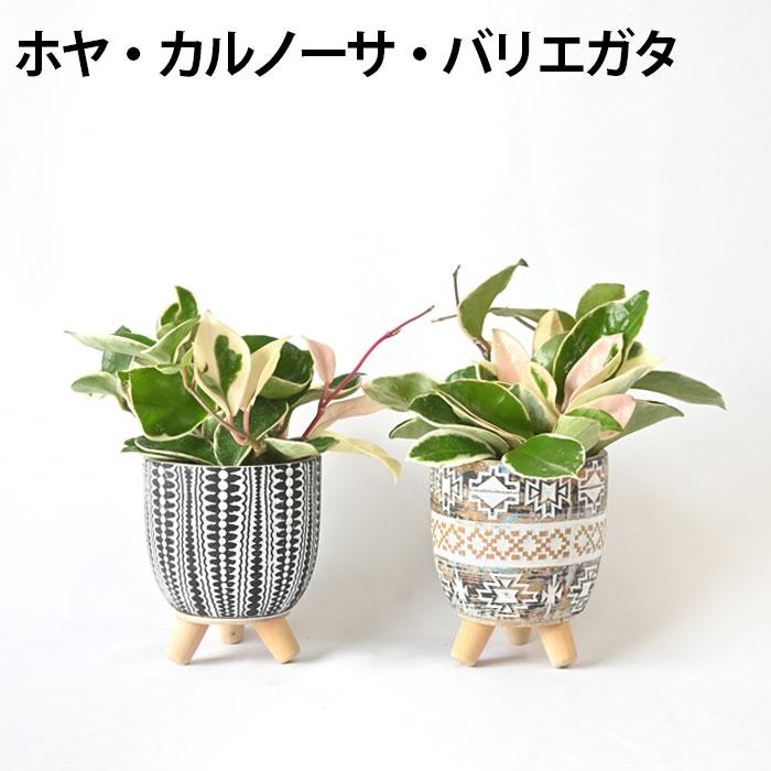 まとめ買い割引クーポン配布中】ミニ 観葉植物 本物 種類 選べる まとめ買い割引クーポン配布中】ミニ 観葉植物 本物 種類 選べる