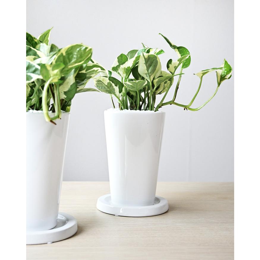 ミニ 観葉植物 本物 ポトス・エンジョイ ロングポット 陶器 卓上