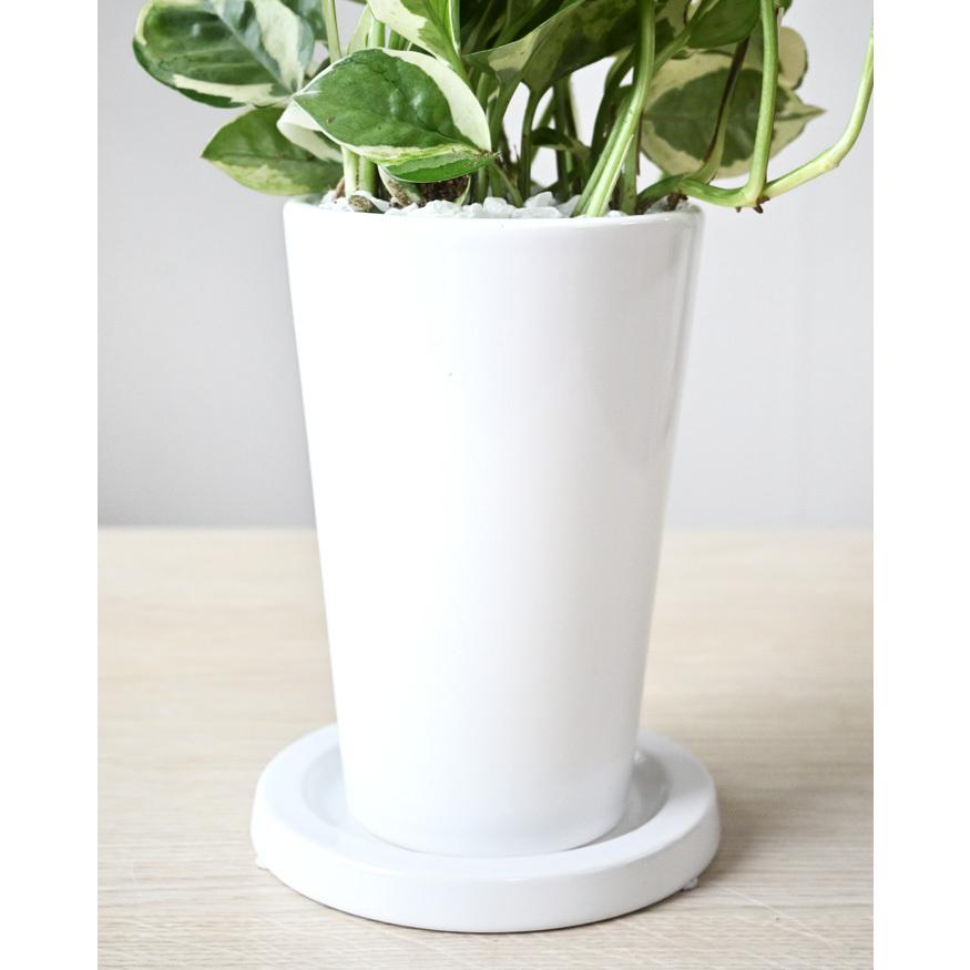 ミニ 観葉植物 本物 ポトス・エンジョイ ロングポット 陶器 卓上 ミニ 観葉植物 本物 ポトス・エンジョイ ロングポット 陶器 卓上