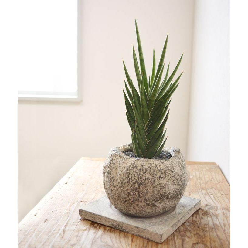 ミニ 観葉植物 サンスベリア フランシシー ボウル型 ストーンポット 卓上 小さい 小さめ 小型 小鉢 空気清浄 肉厚の葉 Mn 観葉植物の専門店 彩植健美 通販 Yahoo ショッピング