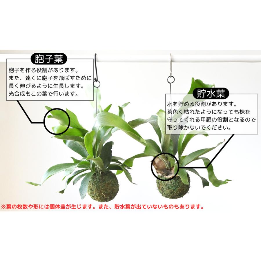 【最大1,500円引クーポン配布中】 ミニ 観葉植物 コウモリラン プラティセリウム・ネザーランド 苔玉 人気 卓上 小さい 小さめ 小型 窓 壁掛けタイプ 母の日｜saisyokukenbi｜05