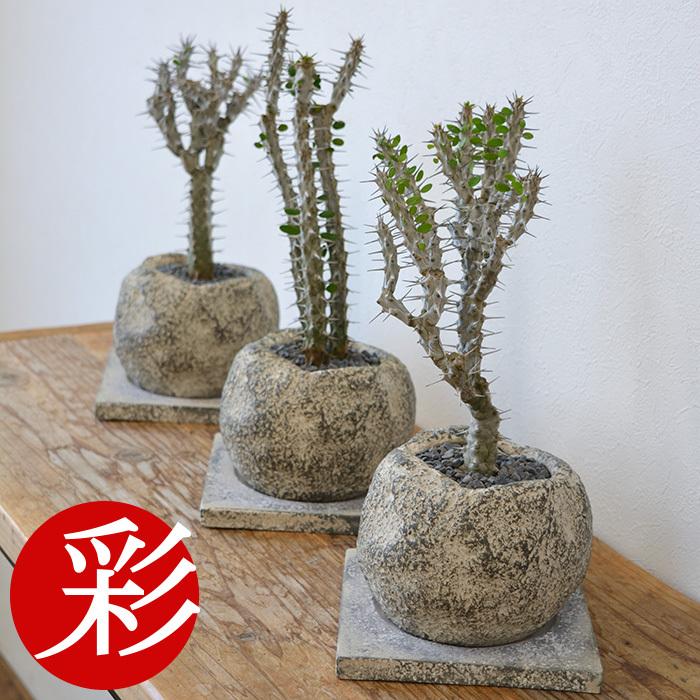 観葉植物 アローディア プロセラ ストーンポット ビザールプランツ 珍奇植物 亜竜木 Mn 観葉植物の専門店 彩植健美 通販 Yahoo ショッピング