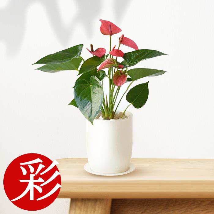 観葉植物 アンスリウム ロイヤルピンクチャンピオン 新築祝い おしゃれ お祝い 開店祝い インテリア ショートポット マット