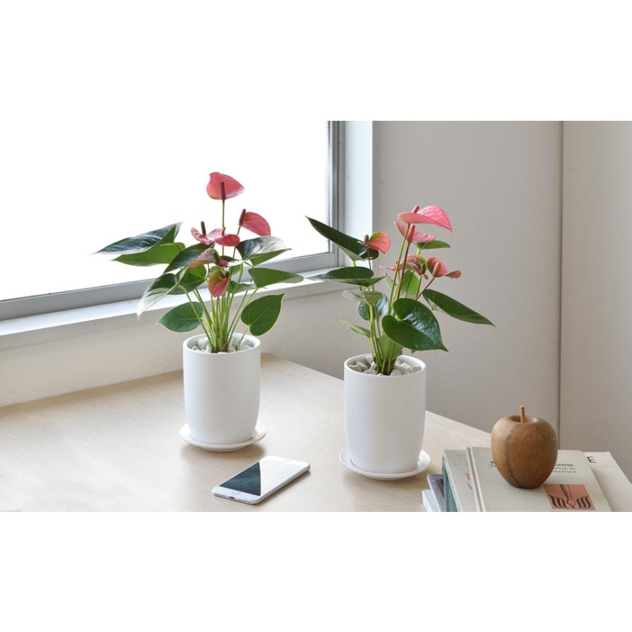 ミニ 観葉植物 アンスリウム ロイヤルピンクチャンピオン マットホワイト ショートポット 陶器 卓上 小さい 小さめ 小型 小鉢 Mn 観葉植物の専門店 彩植健美 通販 Yahoo ショッピング