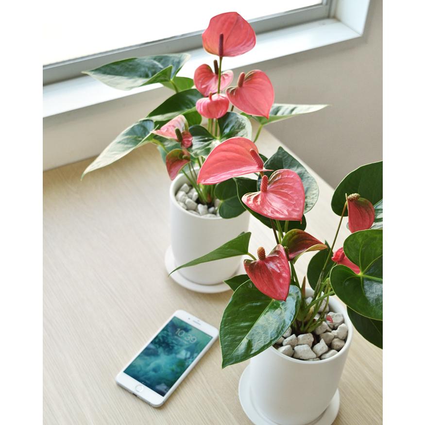 観葉植物 アンスリウム ロイヤルピンクチャンピオン 倉庫 マットホワイト ショートポット インテリア 新築祝い お祝い 開店祝い おしゃれ 小さい