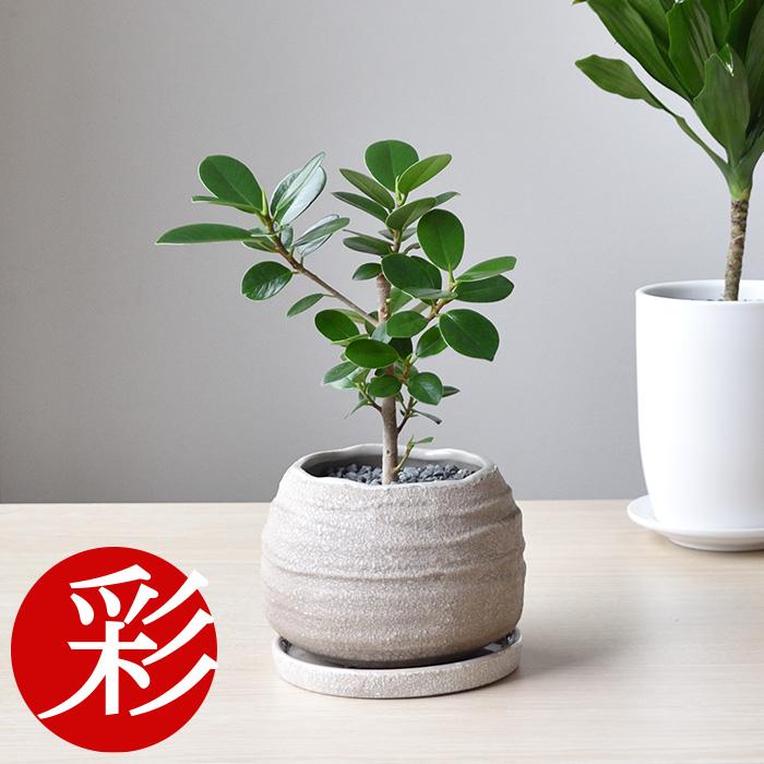 観葉植物 パンダガジュマル 丸型陶器鉢 マイアボウル ベージュ 小さい 人気 お祝い おしゃれ 超特価 新築祝い 開店祝い インテリア