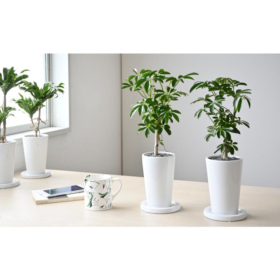 1296円 超人気 専門店 観葉植物 シェフレラ コンパクター カポック ロングポット 小さい インテリア 人気 おしゃれ 開店祝い お祝い