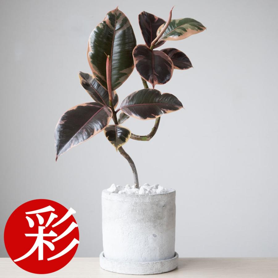 観葉植物 フィカス ルビー セメントシリンダーポット インテリア おしゃれ 開店祝い お祝い Mn 観葉植物の専門店 彩植健美 通販 Yahoo ショッピング