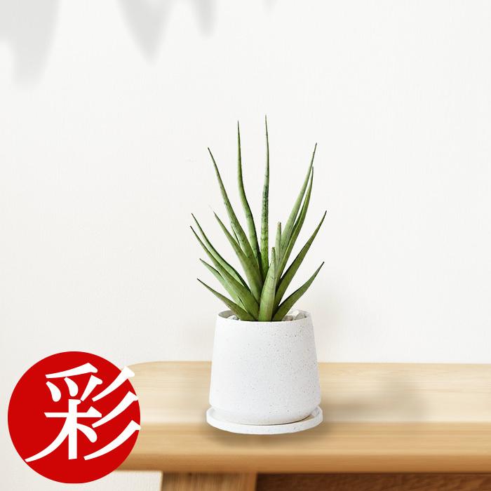 ミニ 観葉植物 本物 希少 サンスベリア・グラシリス 白陶器 ミニ 観葉植物 本物 希少 サンスベリア・グラシリス 白陶器