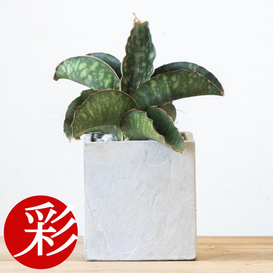 ミニ 観葉植物 本物 希少 サンスベリア・ドラゴンウィング