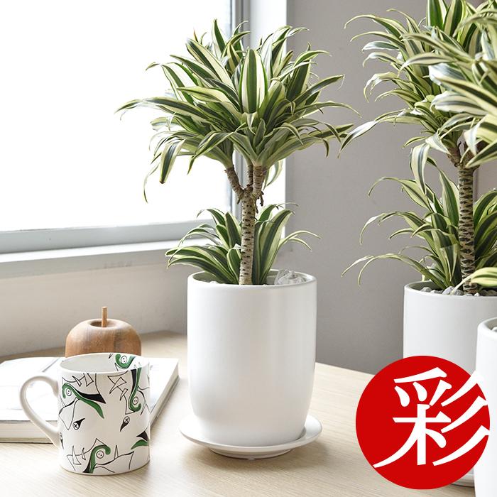 ミニ 観葉植物 本物 ドラセナ・チャヤ マットホワイト ショート
