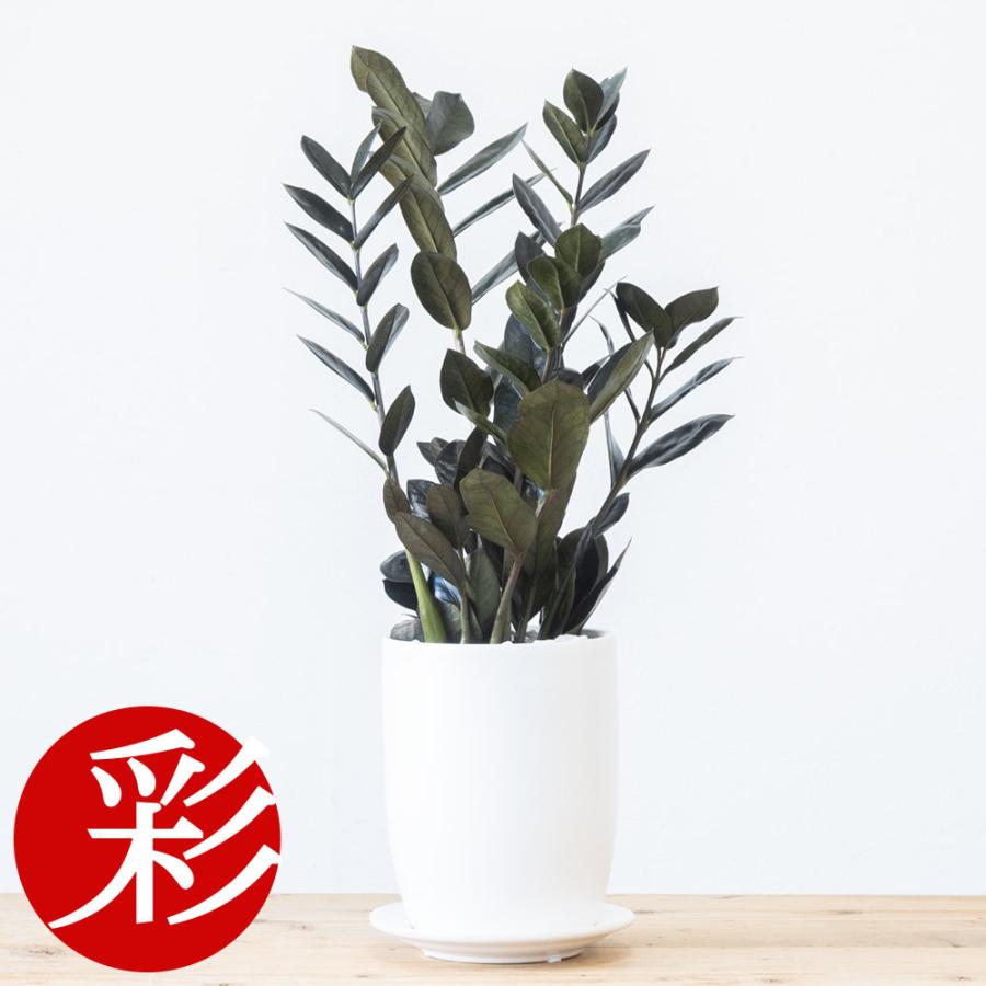 ミニ 観葉植物 本物 希少 ザミオクルカス レイヴン マット