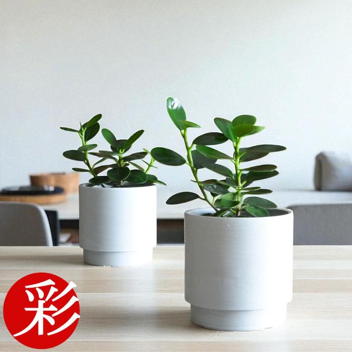 ミニ観葉植物 本物 ☆お得な2個セット☆パンダガジュマル2カラーマット