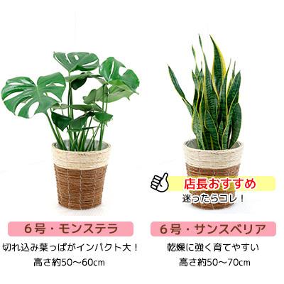 観葉植物 2鉢セット 6号 6号 鉢カバー付き ヒメモンステラ サンスベリア 幸福の木 ガジュマル おしゃれ インテリア Ot 観葉植物の専門店 彩植健美 通販 Yahoo ショッピング