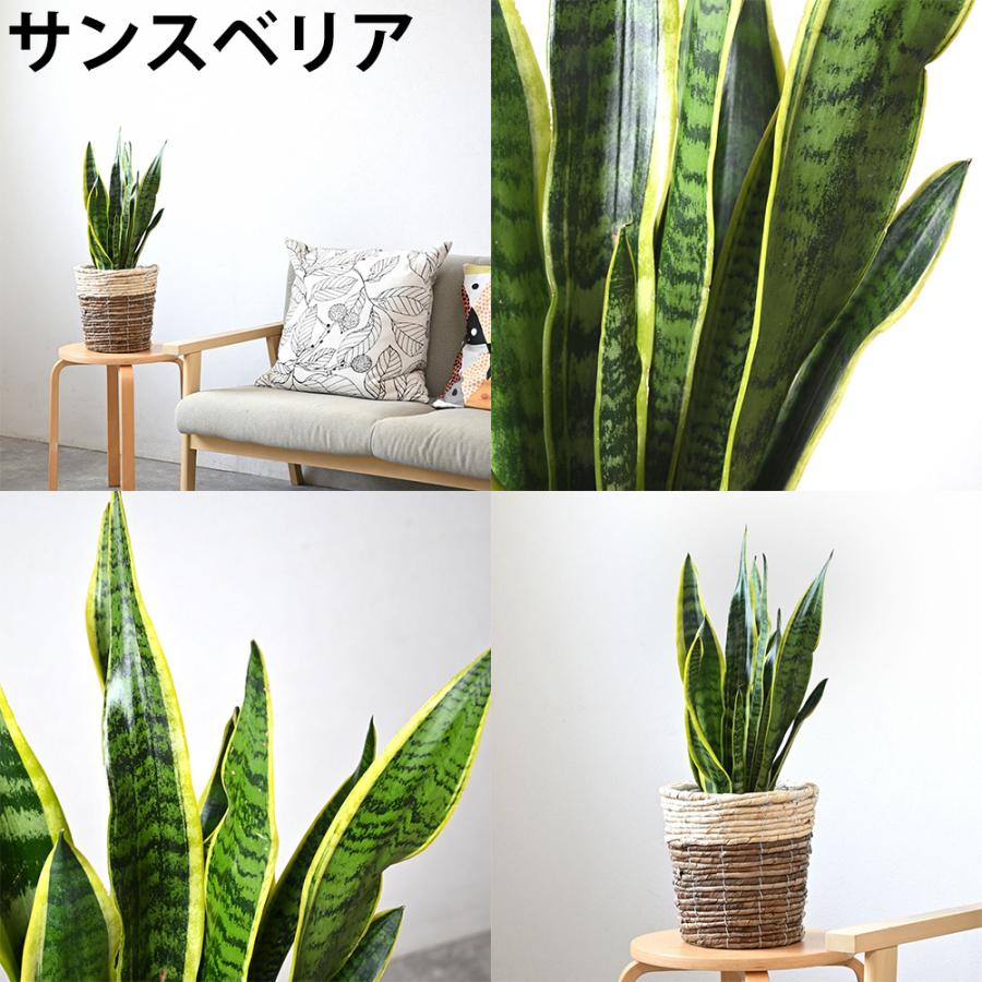 観葉植物 本物 2鉢セット 6号+6号鉢 鉢カバー付き 種類 選べる 中型