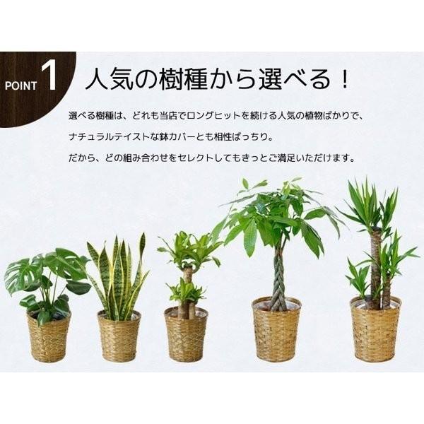 観葉植物 大型 6号 7号 2鉢セット 鉢カバー付き セット 室内用 インテリア おしゃれ 種類 モンステラ サンスベリア ユッカ パキラ カポック ドラセナ 母の日 Ot 観葉植物の専門店 彩植健美 通販 Yahoo ショッピング