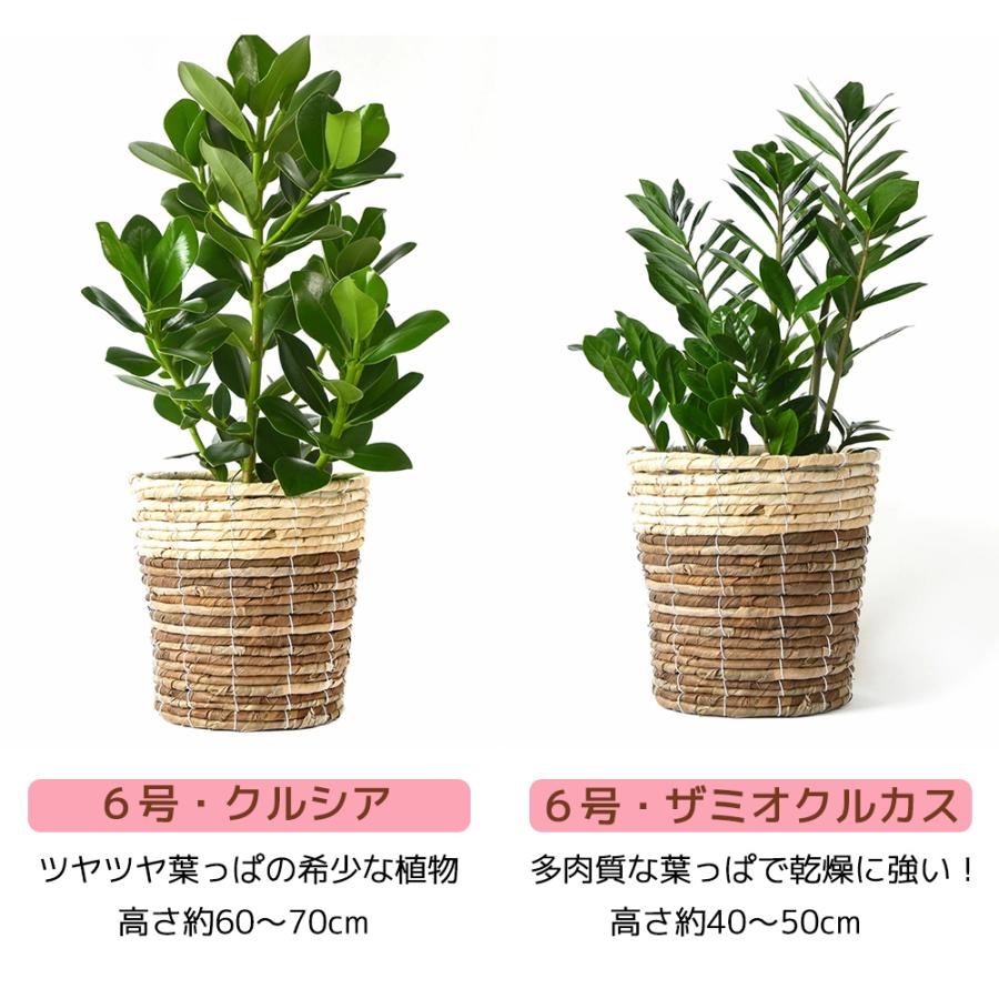 観葉植物 6号+7号鉢 2鉢セット キャラメルブラウン鉢カバー付き パキラ