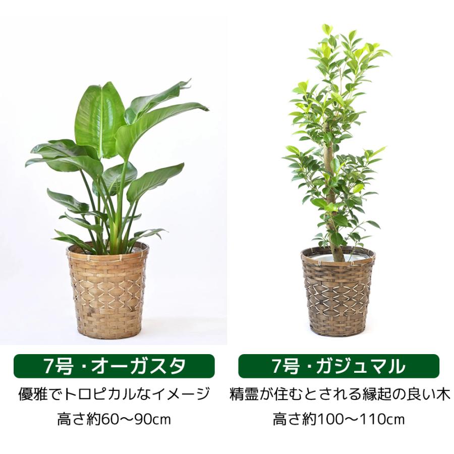 観葉植物 本物 6号+7号鉢 2鉢セット 種類 選べる 鉢カバー付き 観葉植物 本物 6号+7号鉢 2鉢セット 種類 選べる 鉢カバー付き