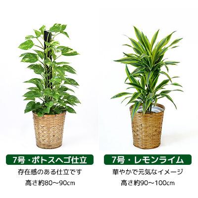 観葉植物 大型 6号 7号 2鉢セット 鉢カバー付き セット 室内用 インテリア おしゃれ 種類 モンステラ サンスベリア ユッカ パキラ カポック ドラセナ 母の日 Ot 観葉植物の専門店 彩植健美 通販 Yahoo ショッピング