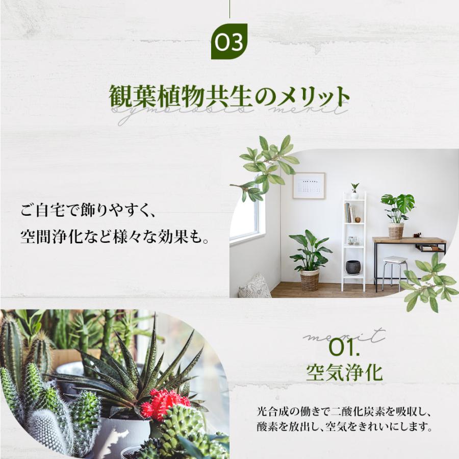 観葉植物 本物 8号+6号鉢 2鉢セット 選べる 鉢カバー付き 観葉植物 本物 8号+6号鉢 2鉢セット 選べる 鉢カバー付き