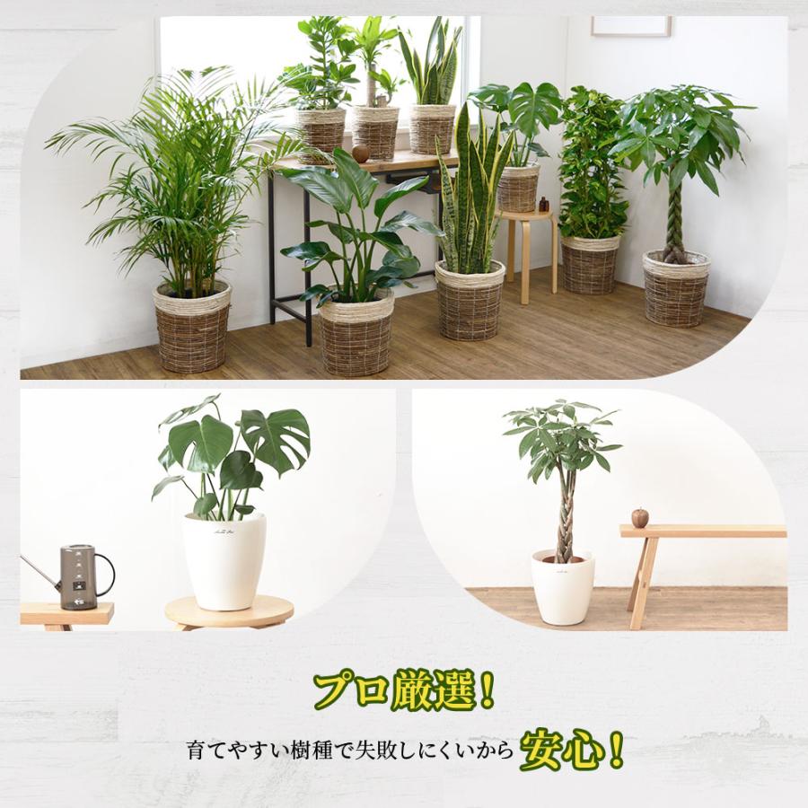 観葉植物 本物 8号+6号鉢 2鉢セット 選べる 鉢カバー付き 観葉植物 本物 8号+6号鉢 2鉢セット 選べる 鉢カバー付き