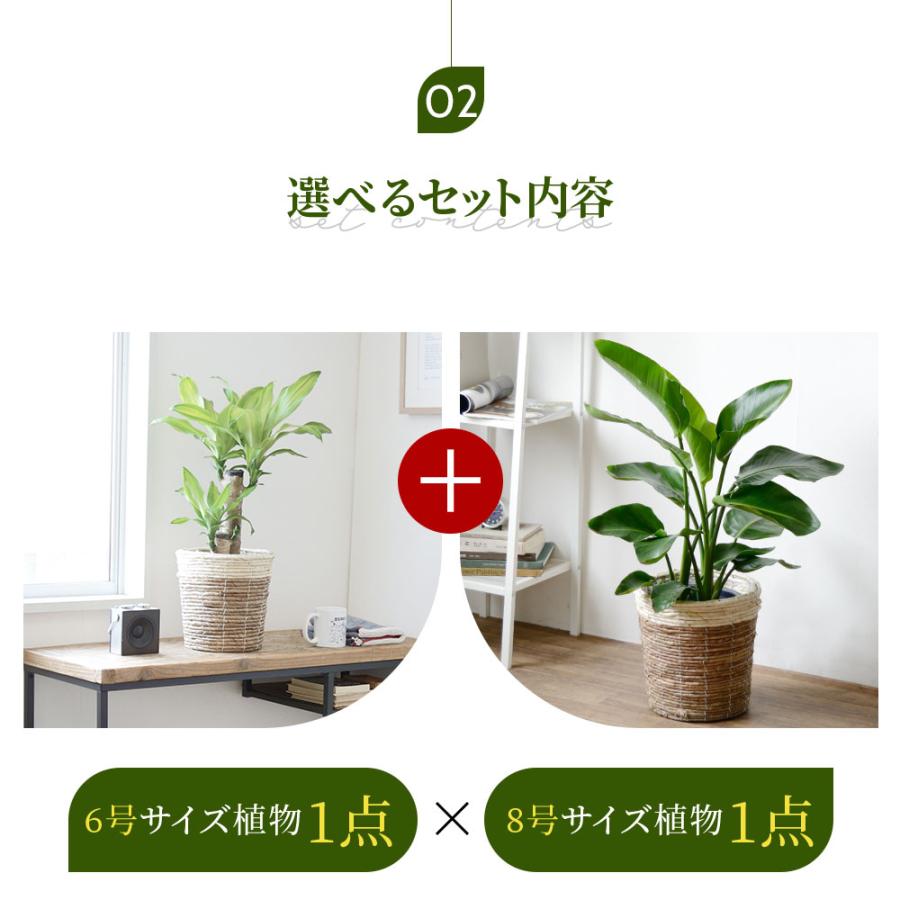 観葉植物 本物 8号+6号鉢 2鉢セット 選べる 鉢カバー付き 観葉植物 本物 8号+6号鉢 2鉢セット 選べる 鉢カバー付き